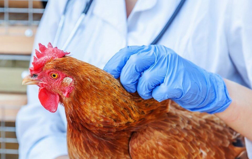 ГБУ РД «Хасавюртовское районное ветеринарное управление» «Меры по профилактике гриппа птиц»