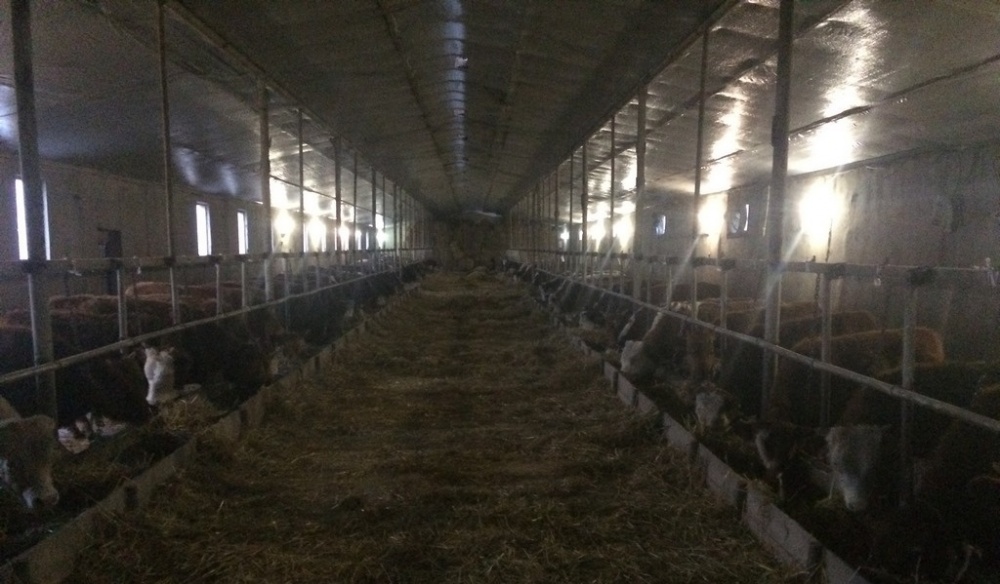 В животноводческих хозяйствах Хасавюртовского района проверили условия зимовки скота