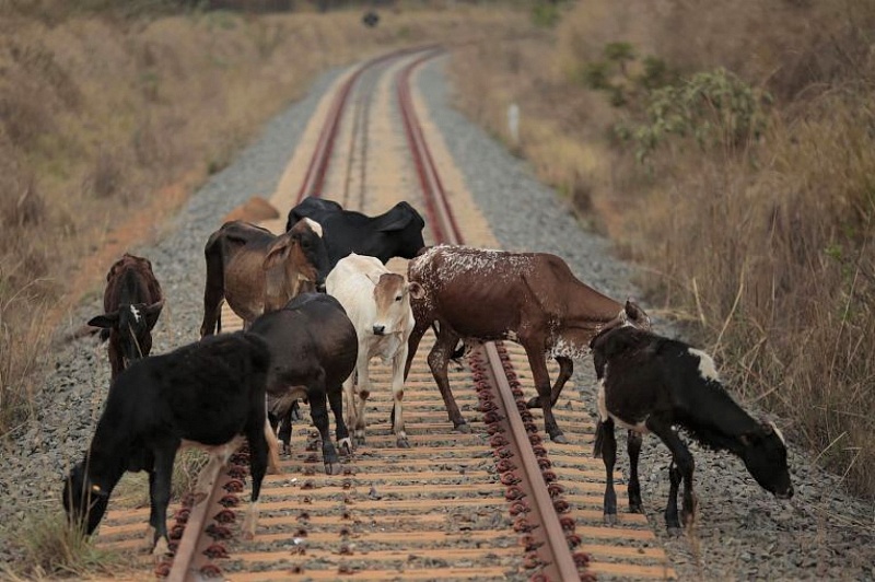 выпас скота вблизи железной дороги, создает угрозу подвижному составу